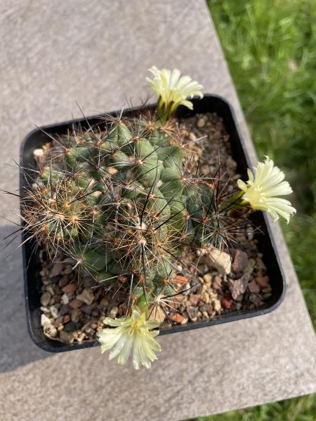 Coryphantha gladiispina